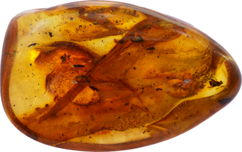 14,30 g Amber Nugget with inclusion (3)