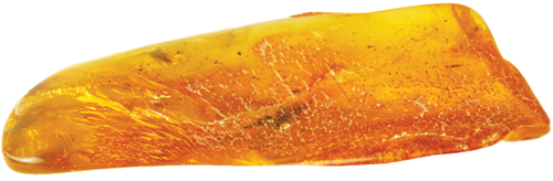 10,25 g Amber Nugget with inclusion (3)