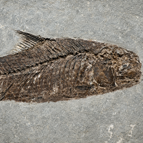 Žuvies fosilija (Jianghanichthys hubeiensis), Kinija, ~56–33,9 mln. m. (3)