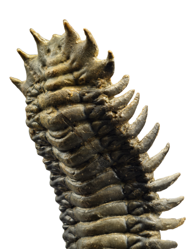 Trilobīta fosilija (Crotalocephalus), Maroka, 419,2–358,9 milj. g. (3)