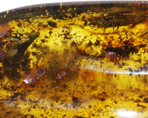 50 g Amber Nugget with inclusion (2)