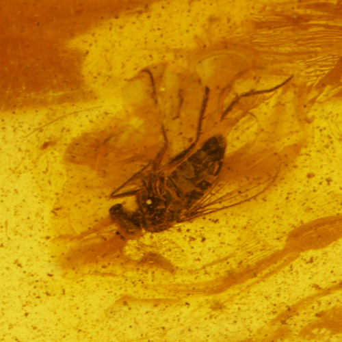 22,15 g Amber Nugget with fly inclusion (2)