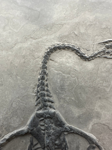 Фосил от влечуго (Keichousaurus), Китай, 251–201 млн. г. (3)