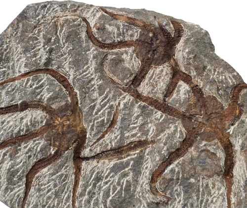 Brittle star fossil (Ophiuroidea), Morocco, 485.4–443.8 million years (2)
