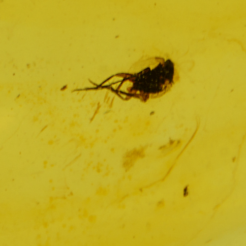 22,15 g Amber Nugget with fly inclusion (4)