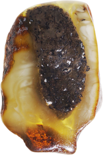 10,85 g Gintaro grynuolis (2)