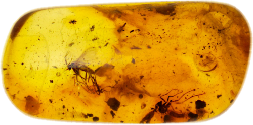 0,85 гр. Самороден кехлибар с фосил (1)