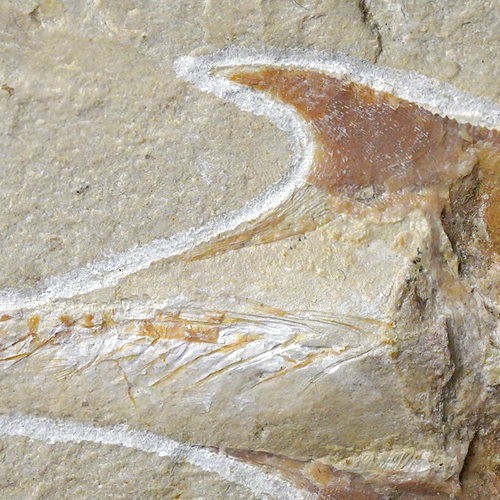 Žuvies fosilija (Coccodus), Libanas, ~100–95 mln. m. (3)
