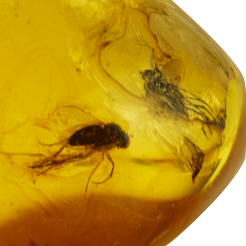 24,80 g Gintaro grynuolis su musės inkliuzu (2)