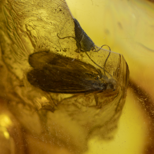 22,15 g Amber Nugget with fly inclusion (2)