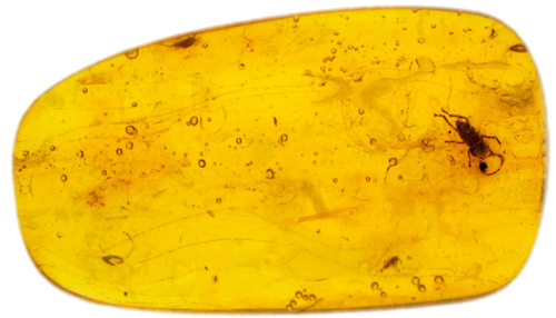 1,75 g Amber Nugget with inclusion (1)