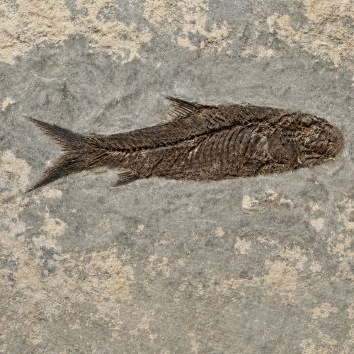 Žuvies fosilija (Jianghanichthys hubeiensis), Kinija, ~56–33,9 mln. m. (4)