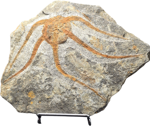 Ofiūras fosilija (Ophiuroidea), Maroka, 485–443 milj. g. (2)
