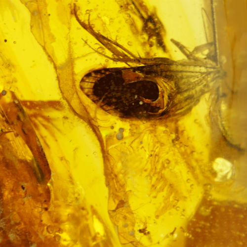 18,75 g Amber nugget with butterfly inlay (2)