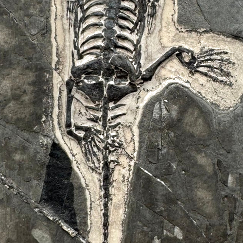 Roplio fosilija (Keichousaurus), Kinija, ~242–237 mln. m. (4)